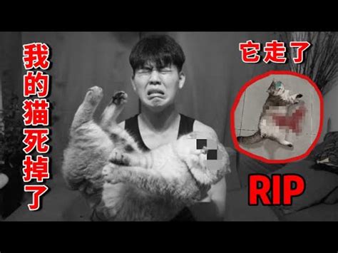 貓咪死掉會回來嗎|【貓咪死掉會回來嗎】逝去的愛寵悄然歸來告別：揭開貓咪死後「。